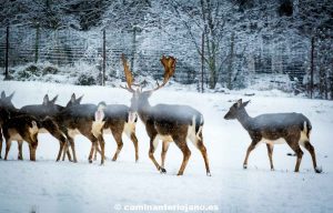 Gamos caminando por la nieve